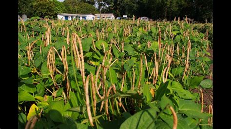 Cultivo de Feijão